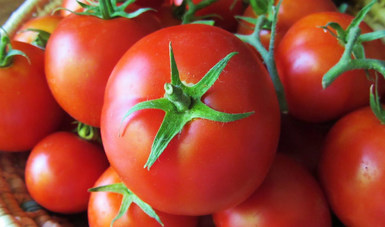 Fortalecen acciones Agricultura, Economía y agroindustria para nuevo proceso de exportación de tomate a Estados Unidos