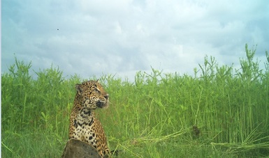 Mediante el uso de cámaras trampa se pudo observar a dos ejemplares de jaguar alimentándose de la tortuga
