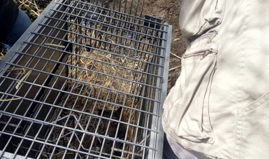  Tras su rescate y rehabilitación, libera Profepa zorro gris en la Reserva de la Biosfera Barranca de Meztitlán