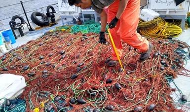 Recupera Profepa 16 redes totoaberas en el Alto Golfo de California