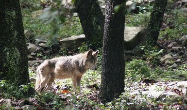 Desde 2007 la Comisión Nacional de Áreas Naturales Protegidas, implementa el Programa de Acción para la Conservación de la Especie (PACE) Lobo Gris Mexicano
