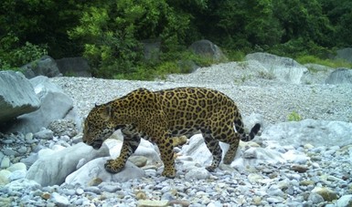 Jaguares en la Sierra de Tamaulipas