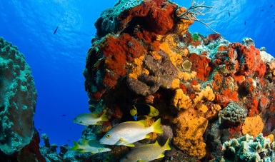 Parque Nacional Arrecifes de Cozumel