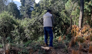 Frena Profepa aprovechamiento forestal ilegal en la zona de la Biosfera Mariposa Monarca