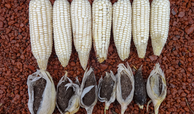 Promueve Colpos variedad de maíz con mayor rendimiento y resistente al carbón de la espiga.
