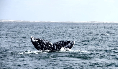 Avistamiento de ballenas en ocho estados de la República