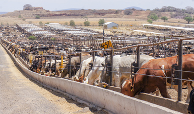 Previene Agricultura uso de clenbuterol para la engorda de ganado bovino.
