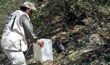 Libera Profepa, con participación ciudadana, seis ejemplares de vida silvestre en la Reserva de la Biósfera “Sierra de Huautla”, Morelos