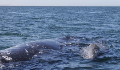 La NOM-131- SEMARNAT-2010 establece los lineamientos y especificaciones para el desarrollo de actividades de observación de ballenas