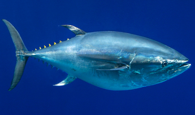 Produjo México tres mil 268 toneladas de atún aleta azul en el ciclo de captura 2020.