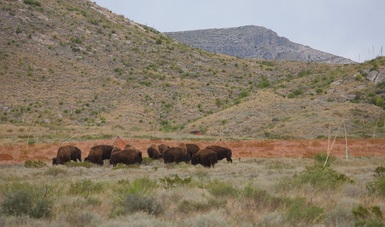 Después de una ausencia de más de 100 años, el bisonte americano vuelve a correr en las planicies del estado mexicano de Coahuila.