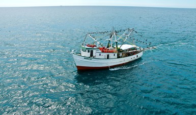 Acuerdan autoridades pesqueras y productores instalar Comité de ordenamiento y manejo de la pesquería del camarón en el océano Pacífico.