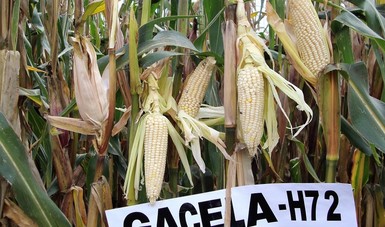 Desarrolla Inifap dos híbridos de maíz resistente a plagas y con mayor rendimiento.