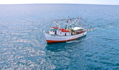 El aprovechamiento del camarón constituye una de las pesquerías comerciales de relevancia económica y social.