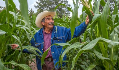 Primera etapa de programa de apoyo a productores medianos de maíz incluirá a Sinaloa, Sonora, Tamaulipas y Chihuahua.