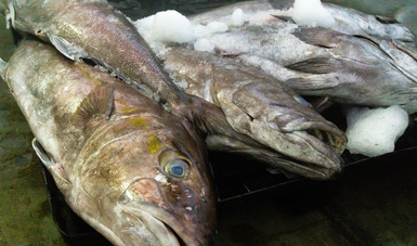 Inicia temporada de pesca de todas las especies de mero en el Golfo de México.