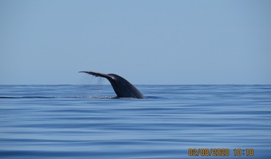 La temporada de avistamiento de la ballena azul abarca de enero a mayo.     

Archivo Conanp/PN Bahía de Loreto