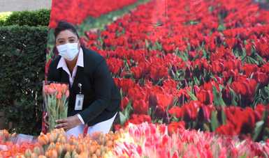 Embajada de los Países Bajos entrega tulipanes a personal médico del IMSS que atiende COVID-19