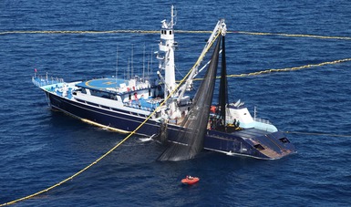 Establecen tres mil 268 toneladas como cuota de captura de atún aleta azul a embarcaciones mexicanas en el océano Pacífico y el área regulada por el CIAT.