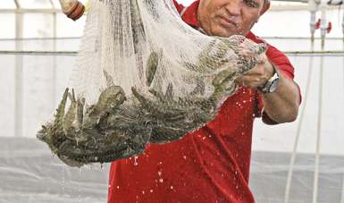 Publica Agricultura fechas y zonas de veda de camarón para el Golfo de México y Mar Caribe.