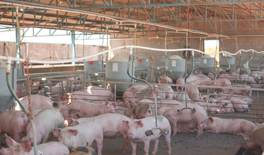 Se estima para 2020 una producción de 1.7 millones de toneladas de carne de porcino: Agricultura