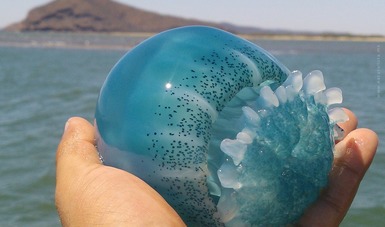 Impulsa Conapesca fortalecimiento de productores del Alto Golfo de California con renovación de permisos de medusa bola de cañón.