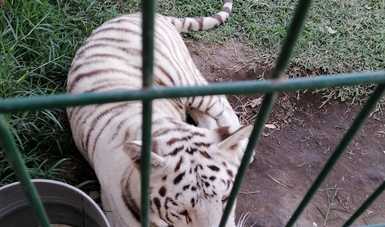 Asegura Profepa dos tigres de bengala en Tlaquepaque, Jalisco