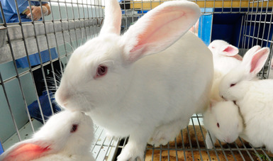 Trabajan México y Estados Unidos para contener el brote de Enfermedad Hemorrágica Viral de los Conejos.