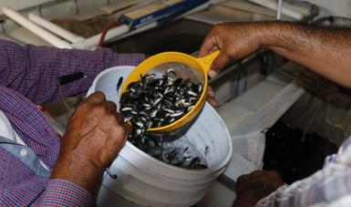 Beneficia Agricultura a pescadores de aguas continentales con el programa nacional de Mejoramiento Productivo