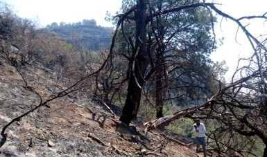 Profepa presenta denuncia penal por afectación forestal en incendio provocado en Santo Domingo Ocotitlán, Morelos