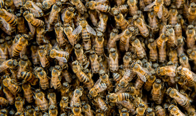 La cría y manejo de abejas sin aguijón es conocida como meliponicultura, actividad con múltiples beneficios para el ser humano y medio ambiente. De los nidos de estas abejas se obtienen productos de valor económico, como miel, polen, propóleos y cerumen.