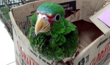 En operativo conjunto en Yucatán, identifica Profepa  18 aves canoras y de ornato en posesión ilegal