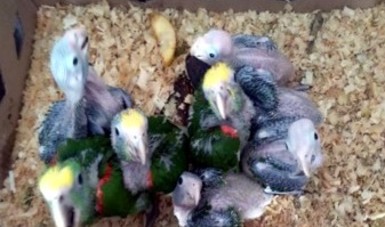 Con coordinación interinstitucional, rescata Profepa polluelos de loros cabeza amarilla abandonados en Sinaloa
