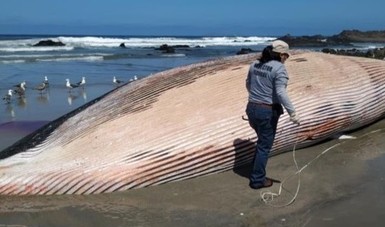 Atiende Profepa el varamiento de una ballena en Playas de Rosarito, B.C.