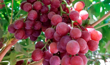 Inicia exportación de uva de Sonora a Corea del Sur