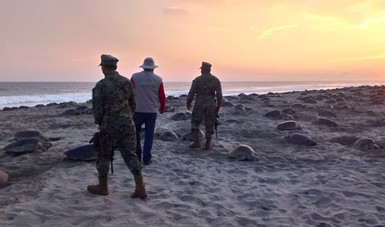 La Profepa protegió a más de 2 millones de tortugas marinas en temporada de desove 2019-2020, en las costas de Oaxaca