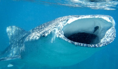 Bahía de los Ángeles cuenta con la agregación más numerosa de tiburón ballena en el Pacífico Nororiental