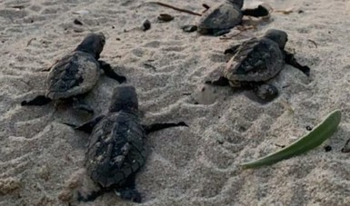 La Profepa implementa acciones de vigilancia y protección de tortugas marinas durante la temporada anidación en Telchac Puerto, Yucatán