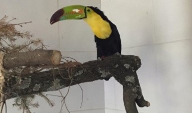 Implementa Profepa acciones de rescate de aves protegidas en Durango y Estado de México