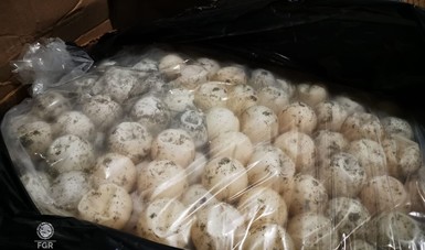 Comunicado FGR 231/20. FGR asegura cerca de tres mil huevos de tortuga y detiene a una persona