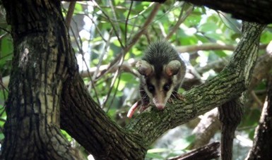 Libera Profepa 57 ejemplares de vida silvestre en la Reserva de la Biosfera Sierra de Huautla, Morelos

