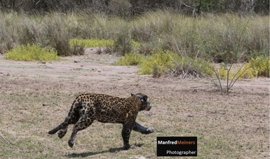 Liberan jaguar en la 
Reserva de la Biósfera Marismas Nacionales, Nayarit
