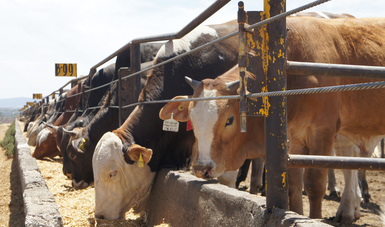 Prepara Agricultura a ganaderos de Zacatecas para exportar carne de res a China.