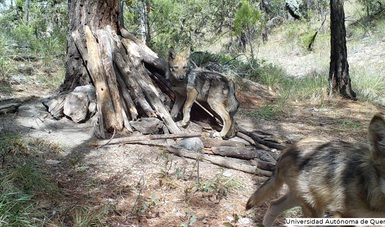 La Conanp reporta el nacimiento de ejemplares de lobo mexicano en vida  libre, en el Estado de Chihuahua | Comisión Nacional de Áreas Naturales  Protegidas | Gobierno 