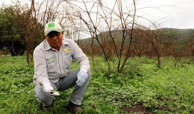 Reconoce FAO a México y países latinoamericanos por abasto de alimentos durante contingencia sanitaria.