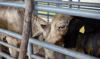 Agiliza Agricultura inspección sanitaria de bovinos para apoyar a productores ganaderos.