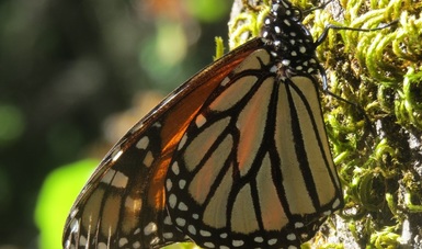 La migración está siendo registrada a través de la Alianza Nacional de Monitoreo para la conservación de la Mariposa Monarca.
RBMM Mariposa Monarca / Foto: Archivo Monarca