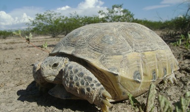 Mediante el programa de monitoreo se han identificado 28 colonias de tortuga, 1784 madrigueras activas y 682 individuos