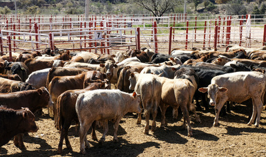 México ha exportado a Estados Unidos 193 mil 704 cabezas de ganado en pie durante las primeras ocho semanas del ciclo 2020-2021, lo que representa un crecimiento de casi 40 por ciento en relación con periodo similar anterior.