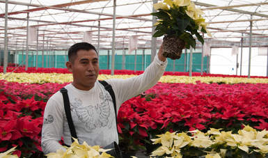 A pesar de la pandemia, productores garantizan el abasto nacional de flor de Nochebuena: Agricultura.